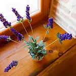 Дом отдыха Sunny House Dracevac