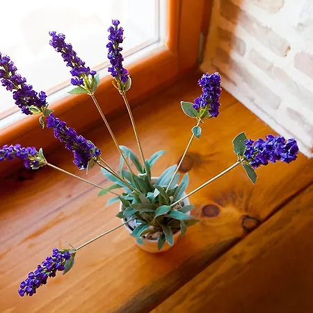 Vakantiehuis Sunny House Dračevac